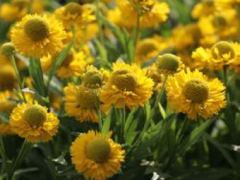 Sonnenbraut 'Double Trouble' ®, Helenium x cultorum 'Double Trouble' ®, Topfware