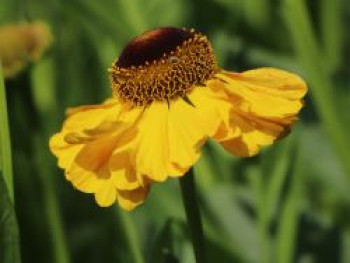 Sonnenbraut 'El Dorado', Helenium x cultorum 'El Dorado', Topfware