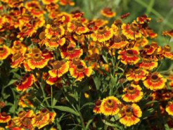 Sonnenbraut &#8218;Flammenrad&#8216;, Helenium x cultorum &#8218;Flammenrad&#8216;, Topfware