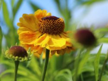 Sonnenbraut &#8218;Goldrausch&#8216;, Helenium x cultorum &#8218;Goldrausch&#8216;, Topfware