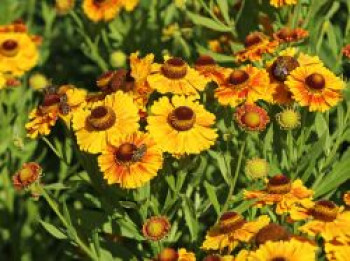 Sonnenbraut &#8218;Hartmut Rieger&#8216;, Helenium x cultorum &#8218;Hartmut Rieger&#8216;, Topfware