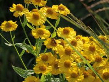 Sonnenbraut &#8218;Helena&#8216;, Helenium x cultorum &#8218;Helena&#8216;, Topfware