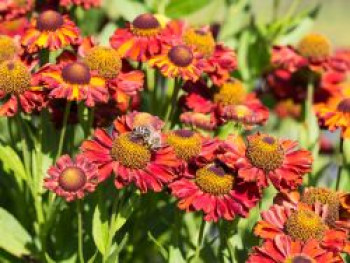 Sonnenbraut &#8218;Hot Lava&#8216;, Helenium x cultorum &#8218;Hot Lava&#8216;, Topfware