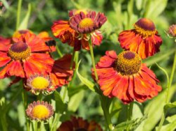 Sonnenbraut &#8218;Indianersommer&#8216;, Helenium x cultorum &#8218;Indianersommer&#8216;, Topfware