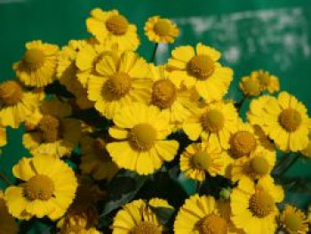 Sonnenbraut &#8218;Kanaria&#8216;, Helenium x cultorum &#8218;Kanaria&#8216;, Topfware