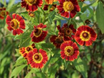 Sonnenbraut &#8218;Königstiger&#8216;, Helenium x cultorum &#8218;Königstiger&#8216;, Topfware