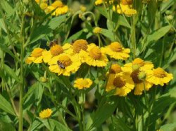 Sonnenbraut &#8218;Kugelsonne&#8216;, Helenium x cultorum &#8218;Kugelsonne&#8216;, Topfware