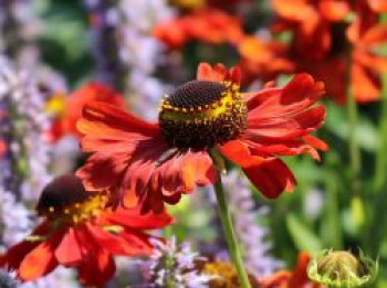 Sonnenbraut &#8218;Kupferzwerg&#8216;, Helenium x cultorum &#8218;Kupferzwerg&#8216;, Topfware