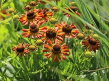 Sonnenbraut &#8218;Loysder Wieck&#8216;, Helenium x cultorum &#8218;Loysder Wieck&#8216;, Topfware