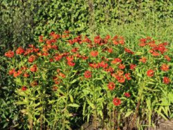 Sonnenbraut &#8218;Mahagoni&#8216;, Helenium x cultorum &#8218;Mahagoni&#8216;, Topfware