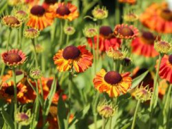 Sonnenbraut &#8218;Mardi Gras&#8216;, Helenium x cultorum &#8218;Mardi Gras&#8216;, Topfware