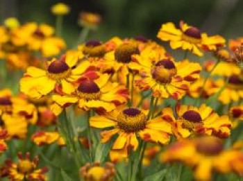 Sonnenbraut &#8218;Rauchtopas&#8216;, Helenium x cultorum &#8218;Rauchtopas&#8216;, Topfware