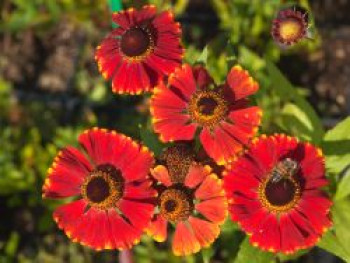 Sonnenbraut 'Red Jewel', Helenium x cultorum 'Red Jewel', Topfware