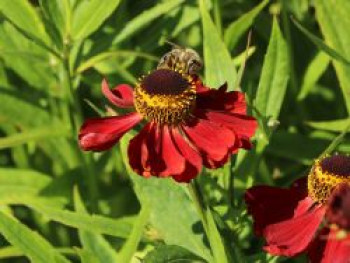 Sonnenbraut &#8218;Rubinzwerg&#8216;, Helenium x cultorum &#8218;Rubinzwerg&#8216;, Topfware