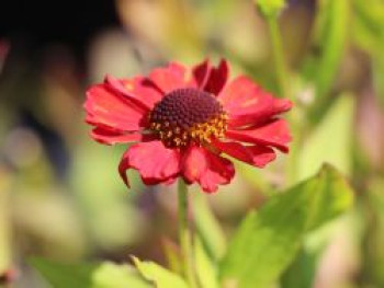 Sonnenbraut &#8218;Ruby Charm&#8216;, Helenium x cultorum &#8218;Ruby Charm&#8216;, Topfware