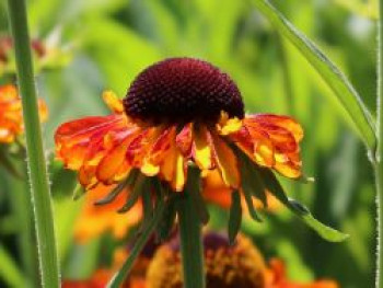 Sonnenbraut &#8218;Short&#8217;n Sassy&#8216;, Helenium x cultorum &#8218;Short&#8217;n Sassy&#8216;, Topfware