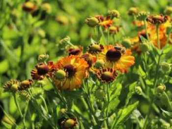 Sonnenbraut &#8218;Sonnenkringel&#8216;, Helenium x cultorum &#8218;Sonnenkringel&#8216;, Topfware