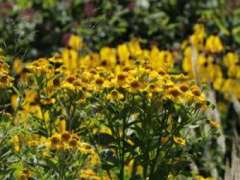 Sonnenbraut &#8218;Sonnenwunder&#8216;, Helenium x cultorum &#8218;Sonnenwunder&#8216;, Topfware