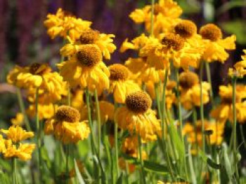 Sonnenbraut &#8218;The Bishop&#8216;, Helenium bigelovii &#8218;The Bishop&#8216;, Topfware