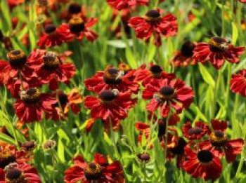 Sonnenbraut &#8218;Vivace&#8216;, Helenium x cultorum &#8218;Vivace&#8216;, Topfware