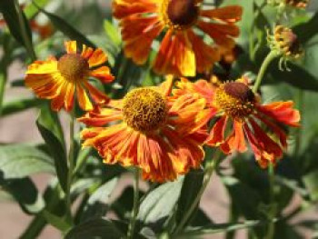 Sonnenbraut &#8218;Waltraud&#8216;, Helenium x cultorum &#8218;Waltraud&#8216;, Topfware