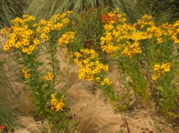 Sonnenbraut 'Wesergold', Helenium x cultorum 'Wesergold', Topfware