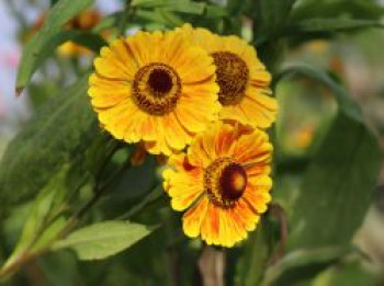 Sonnenbraut &#8218;Zimbelstern&#8216;, Helenium x cultorum &#8218;Zimbelstern&#8216;, Topfware