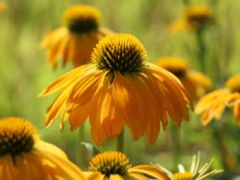 Scheinsonnenhut 'Prairie Blaze Yellow', Echinacea 'Prairie Blaze Yellow', Topfware