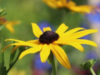 Sonnenhut &#8218;Early Bird Gold&#8216; ®, Rudbeckia fulgida &#8218;Early Bird Gold&#8216; ®, Topfware