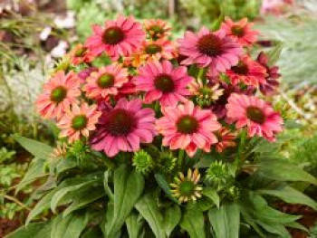 Sonnenhut 'Evolution ® Colorific', Echinacea purpurea 'Evolution ® Colorific', Topfware