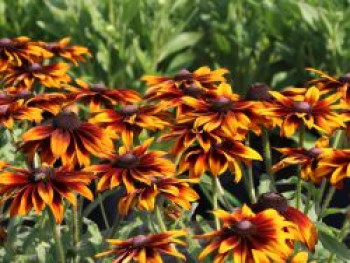 Sonnenhut 'Laughing SmileyZ', Rudbeckia hirta 'Laughing SmileyZ', Containerware