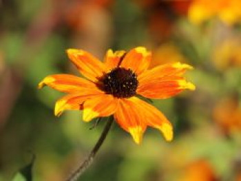 Sonnenhut &#8218;Prairie Glow&#8216;, Rudbeckia triloba &#8218;Prairie Glow&#8216;, Topfware