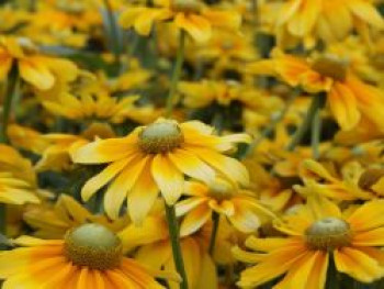 Sonnenhut 'Prairie Sun', Rudbeckia hirta 'Prairie Sun', Topfware