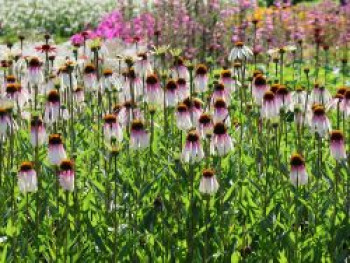 Sonnenhut &#8218;Pretty Parasols&#8216;, Echinacea purpurea &#8218;Pretty Parasols&#8216;, Topfware