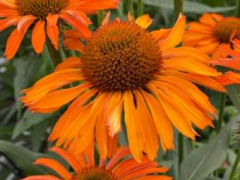 Sonnenhut Prima ® 'Saffron', Echinacea purpurea Prima ® 'Saffron', Topfware