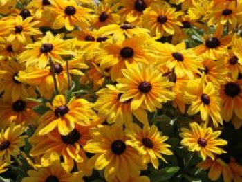 Sonnenhut Sunbeckia ® 'Maya', Rudbeckia Sunbeckia ® 'Maya', Containerware