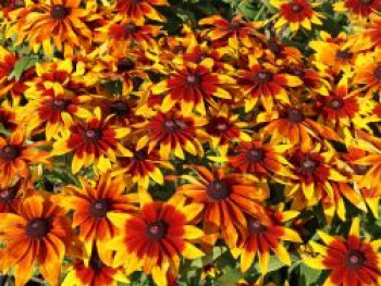 Sonnenhut Sunbeckia ® 'Mia', Rudbeckia Sunbeckia ® 'Mia', Containerware