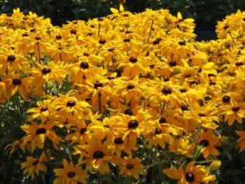 Sonnenhut Sunbeckia ® 'Paulina', Rudbeckia Sunbeckia ® 'Paulina', Containerware