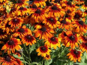 Sonnenhut Sunbeckia ® 'Sarah', Rudbeckia Sunbeckia ® 'Sarah', Containerware