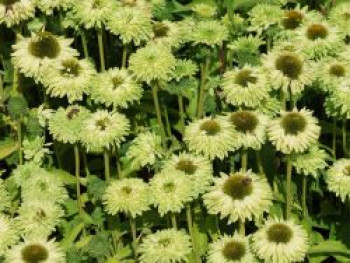 Sonnenhut SunSeekers &#8218;Apple Green&#8216;, Echinacea purpurea SunSeekers &#8218;Apple Green&#8216;, Topfware