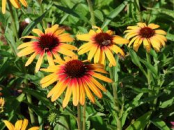 Sonnenhut SunSeekers &#8218;Tequila Sunrise&#8216;, Echinacea purpurea SunSeekers &#8218;Tequila Sunrise&#8216;, Topfware