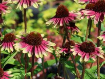 Sonnenhut 'Sweet Sandia', Echinacea purpurea 'Sweet Sandia', Topfware