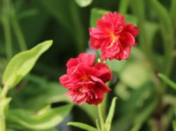 Sonnenröschen &#8218;Amabile Plenum&#8216;, Helianthemum x cultorum &#8218;Amabile Plenum&#8216;, Topfware