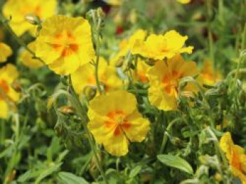 Sonnenröschen &#8218;Ben Fhada&#8216;, Helianthemum x cultorum &#8218;Ben Fhada&#8216;, Topfware