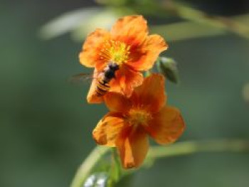 Sonnenröschen &#8218;Bronzeteppich&#8216;, Helianthemum x cultorum &#8218;Bronzeteppich&#8216;, Topfware