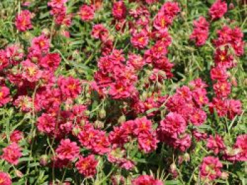 Sonnenröschen &#8218;Cerise Queen&#8216;, Helianthemum x cultorum &#8218;Cerise Queen&#8216;, Topfware