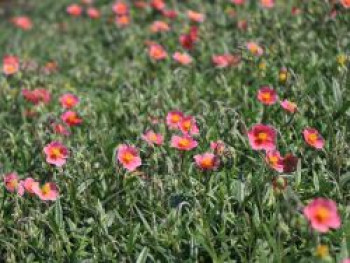 Sonnenröschen &#8218;Dompfaff&#8216;, Helianthemum x cultorum &#8218;Dompfaff&#8216;, Topfware