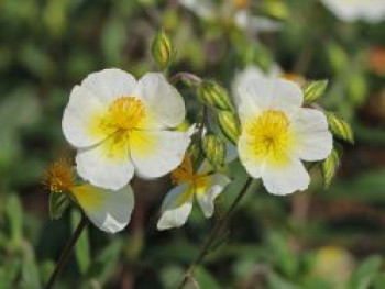 Sonnenröschen &#8218;Elfenbeinglanz&#8216;, Helianthemum x cultorum &#8218;Elfenbeinglanz&#8216;, Topfware