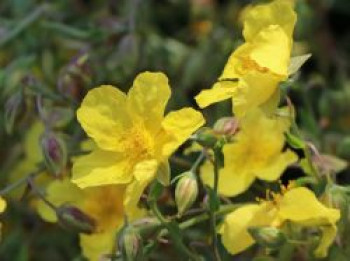 Sonnenröschen &#8218;Golden Queen&#8216;, Helianthemum x cultorum &#8218;Golden Queen&#8216;, Topfware