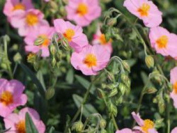 Sonnenröschen &#8218;Lawrensons Pink&#8216;, Helianthemum x cultorum &#8218;Lawrensons Pink&#8216;, Topfware